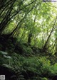 A forest filled with lots of green plants and trees.